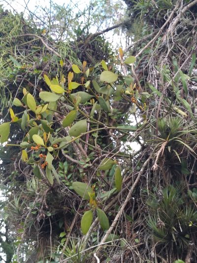 Phoradendron bathyoryctum, photographed by Lucas Kaminski