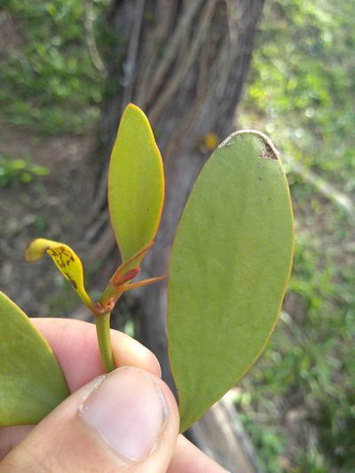 Phoradendron bathyoryctum, photographed by Lucas Kaminski
