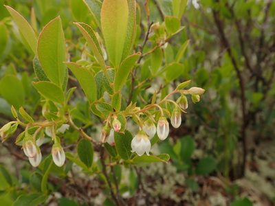Gaylussacia bigeloviana, photographed by Ian Manning