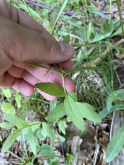 Eupatorium subvenosum, photographed by Bonnie Semmling