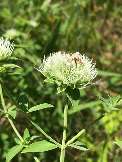 Pycnanthemum flexuosum, photographed by Becky Dill