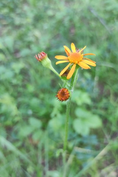 Tephroseris porphyrantha, photographed by Юлия