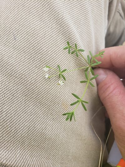 Hydrogalium labradoricum, photographed by Shaan Aroeste
