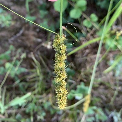 Carex vulpinoidea, photographed by Ashwin Srinivasan