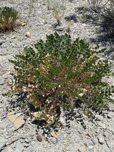 Astragalus megacarpus, photographed by Matt Berger