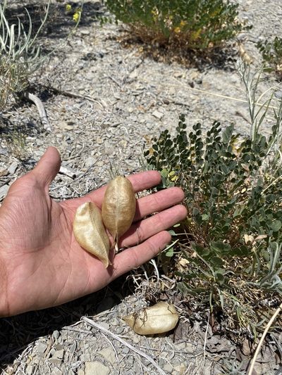 Astragalus megacarpus, photographed by Matt Berger