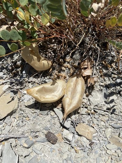 Astragalus megacarpus, photographed by Matt Berger