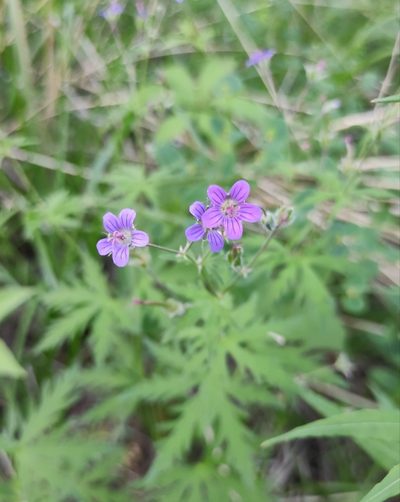 Geranium pseudosibiricum, photographed by Юлия