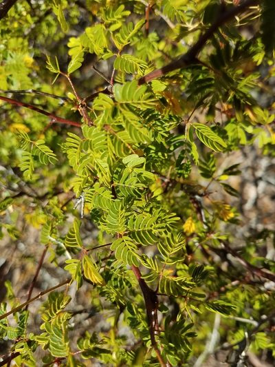 Erythrostemon placidus, photographed by Alan Rockefeller