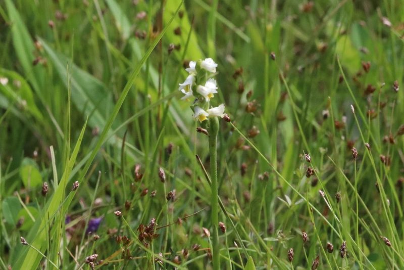 Spiranthes lucida, photographed by scaup