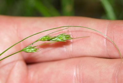 Carex deweyana, photographed by Owen Strickland