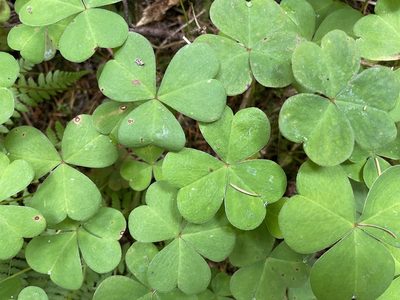 Oxalis oregana, photographed by rappman