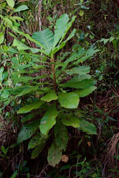 Cespedesia spathulata, photographed by Isaac Larkin