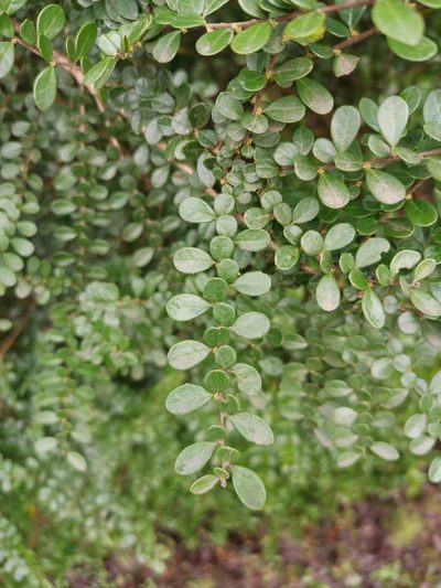 Azara microphylla, photographed by Inao Vasquez