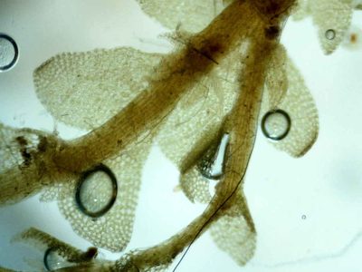 Calypogeia sphagnicola, photographed by Étienne Lacroix-Carignan