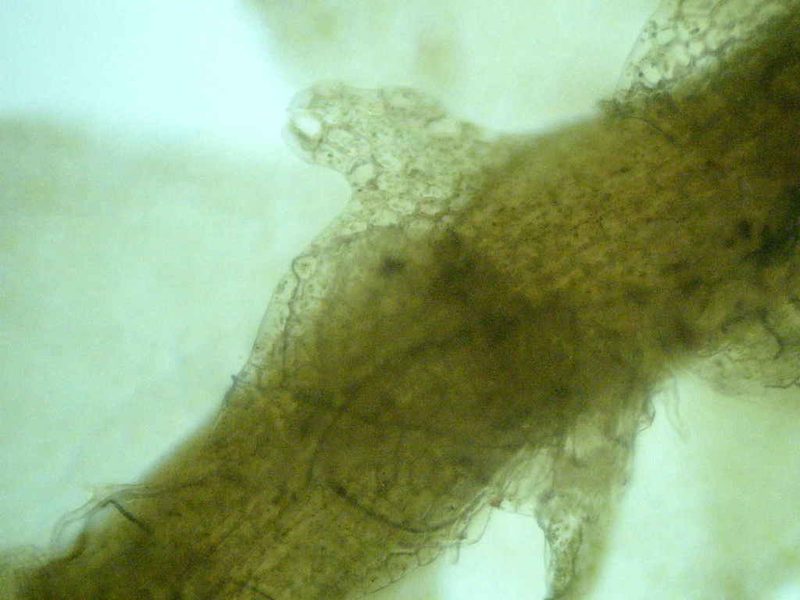 Calypogeia sphagnicola, photographed by Étienne Lacroix-Carignan