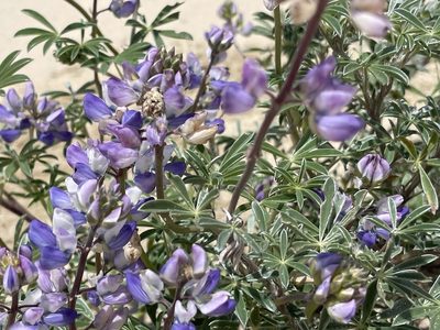 Lupinus littoralis, photographed by rappman