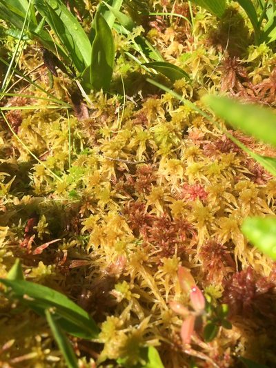 Sphagnum angustifolium, photographed by Étienne Lacroix-Carignan