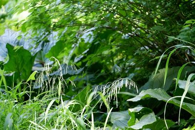 Glyceria striata, photographed by Bonnie Semmling