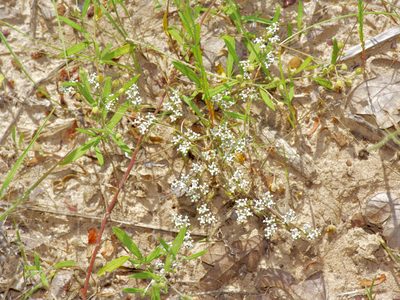 Paronychia drummondii, photographed by Michelle W. （鍾偉瑋）