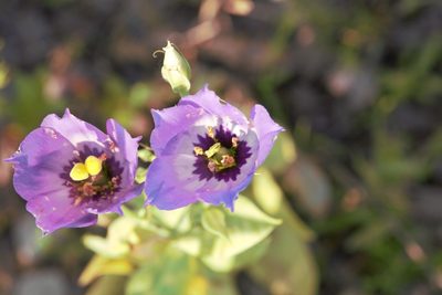 Eustoma russellianum, photographed by Jake Rehage