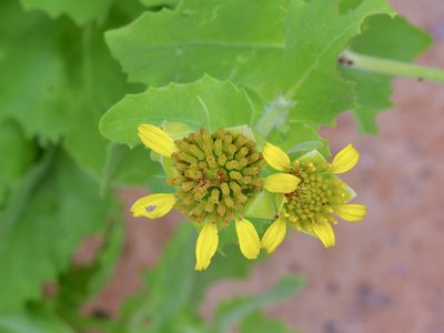 Tetragonotheca ludoviciana, photographed by Michelle W. （鍾偉瑋）