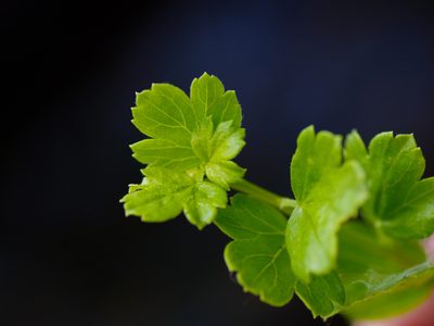 Ribes curvatum, photographed by Michelle W. （鍾偉瑋）