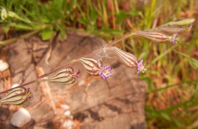 Silene secundiflora, photographed by Jon Mortin