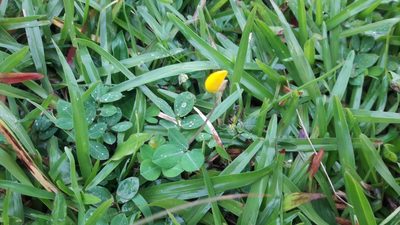 Arachis pintoi, photographed by Muhammad Malik Ali
