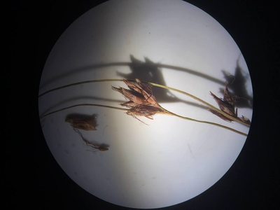 Rhynchospora fusca, photographed by Étienne Lacroix-Carignan