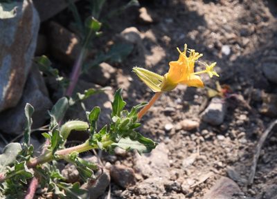 Oenothera pubescens, photographed by Mike Ostrowski