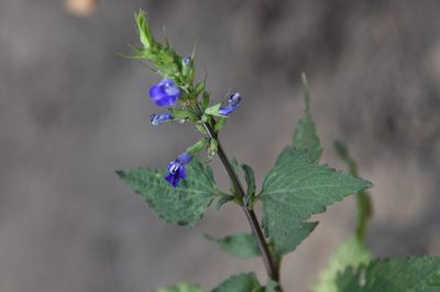 Salvia arizonica, photographed by Mike Ostrowski