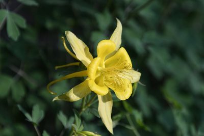 Aquilegia chrysantha, photographed by Mike Ostrowski