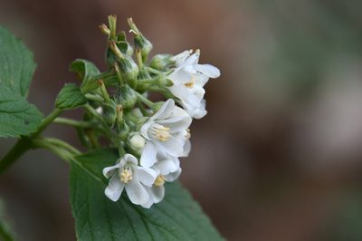 Jamesia americana, photographed by Mike Ostrowski