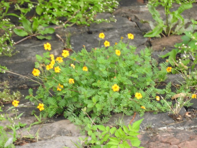 Tagetes tenuifolia, photographed by Oscar Alejandro Morales Juárez