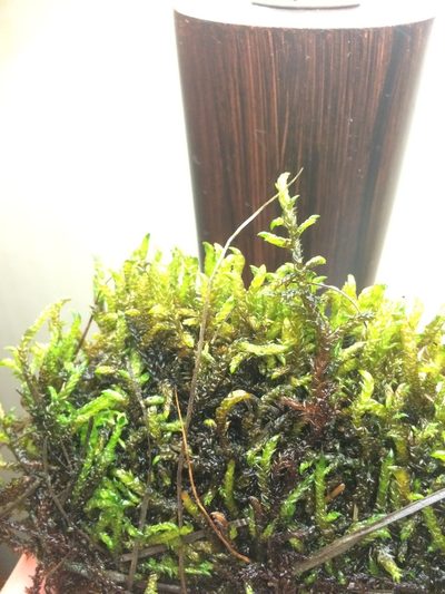 Scorpidium scorpioides, photographed by Étienne Lacroix-Carignan