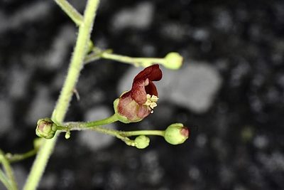 Scrophularia desertorum, photographed by Parker James Lloyd