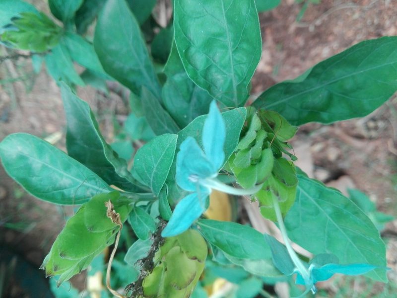 Ecbolium ligustrinum, photographed by Vihansith Kulatunga