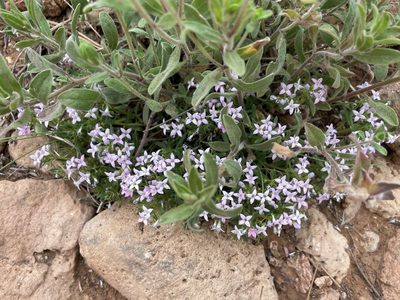 Houstonia wrightii, photographed by lejones417