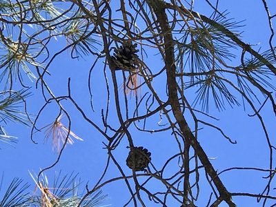 Pinus leiophylla, photographed by CK2AZ