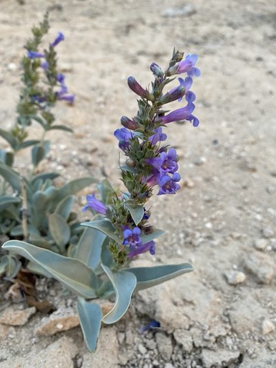 Penstemon immanifestus, photographed by Matt Berger