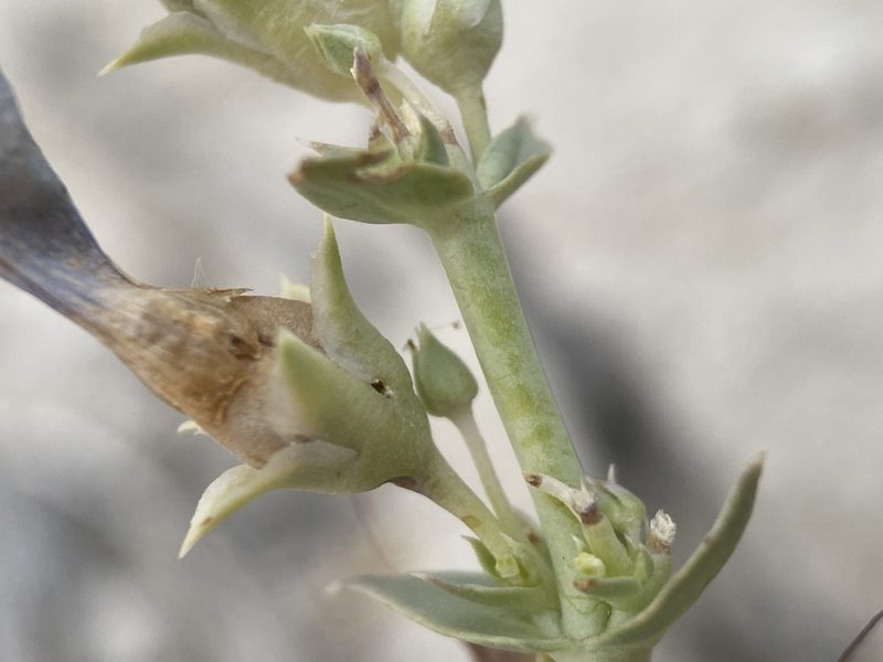 Penstemon immanifestus, photographed by Matt Berger