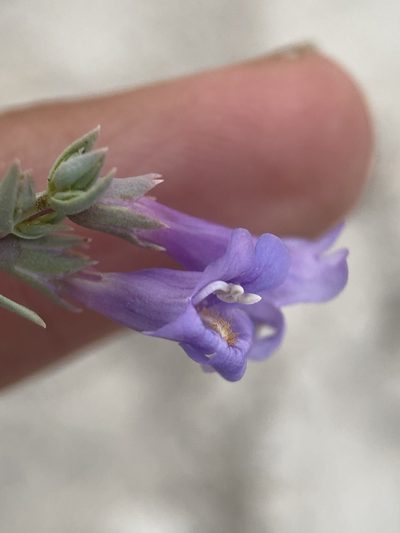 Penstemon immanifestus, photographed by Matt Berger