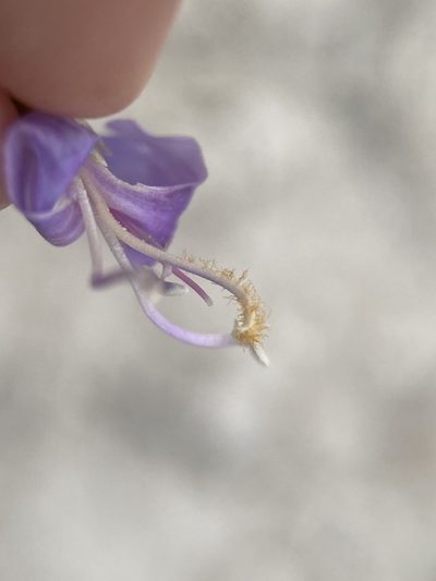Penstemon immanifestus, photographed by Matt Berger