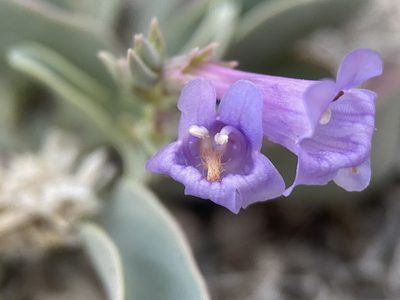 Penstemon immanifestus, photographed by Matt Berger