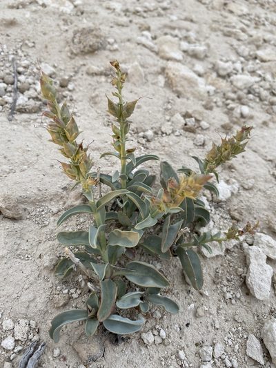 Penstemon immanifestus, photographed by Matt Berger
