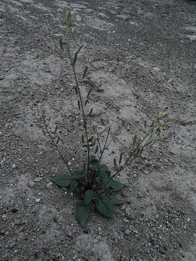 Chylismia scapoidea, photographed by Matt Berger