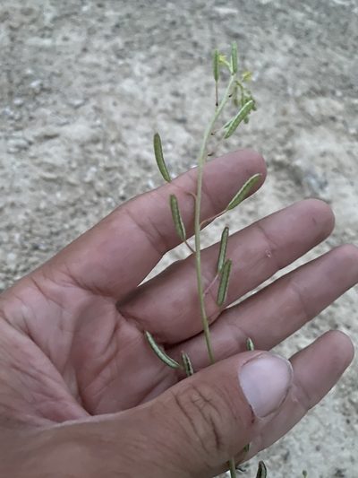 Chylismia scapoidea, photographed by Matt Berger