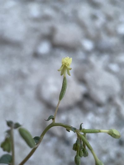 Chylismia scapoidea, photographed by Matt Berger