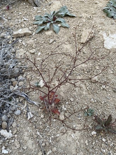 Aliciella leptomeria, photographed by Matt Berger